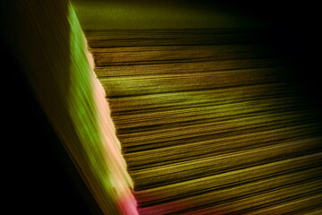 Fototapete - Close up Beautiful book pages in the multi color light on a night. Background pattern for design. Macro photography view.