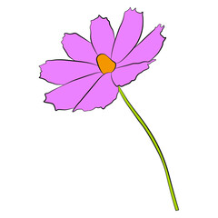 Wall Mural - Single cosmos flower vector simple illustration isolated on white background. Hand drawn colored version. Floral vector for childrens illustration, summer design, screen printing.