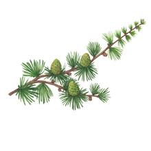 Close-up Green Branch With Pine Cones Of European Larch Tree (Larix Decidua, Karamatsu). Watercolor Hand Drawn Painting Illustration Isolated On White Background.