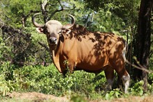 Banteng, It Has A White Bottom, Almost Half The Width Of The Hips. The Knees To The Hooves Looked Like They Were Wearing White Socks.