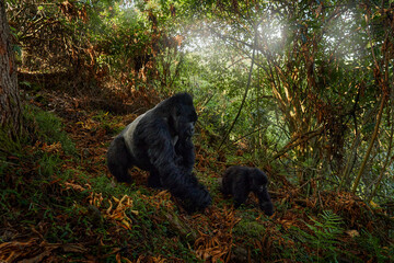 Wall Mural - Gorilla with yoing baby - wildlife . Mountain gorilla, Mgahinga National Park in Uganda. Silver back male with small young. Wildlife scene from nature. Africa. mammal in green vegetation.