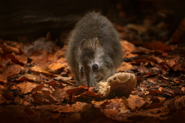long-nosed potoroo, potorous tridactylus, small marsupials are part of rat kangaroo family. smallest