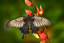 Papilio Memnon, Buttefly On Red Bloom Flower In Nature. Beautiful Black Butterfly, Great Mormon, Papilio Memnon, Resting On Green Branch, Insect In The Nature Habitat, India. Wildlife Nature, Asia.