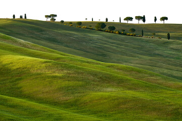 Wall Mural - Tuscany landscape, near Pienza in Italy. Spring day in nature. Green wavy meadow with trees on the horizon. Spring time in Europe.