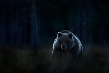 Wildlife in night. Brown bear walking in dark night forest. Dangerous animal in nature taiga and meadow habitat.