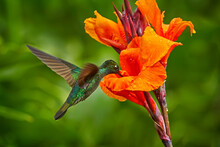 Costa Rica Wildlife. Talamanca Hummingbird, Eugenes Spectabilis, Flying Next To Beautiful Orange Flower With Green Forest In The Background, Savegre Mountains, Costa Rica. Bird Fly  In Nature.