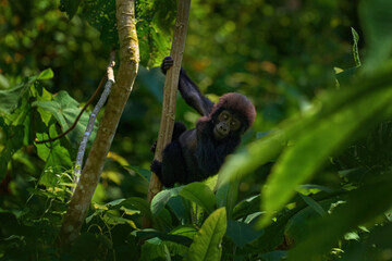 Wall Mural - Young Mountain Gorillain the forest. Gorilla baby. Gorilla in the habitat, Bwindi NP in Uganda. wildlife in Africa. Playing on the tree in the forest, nature wildlife in Uganda.