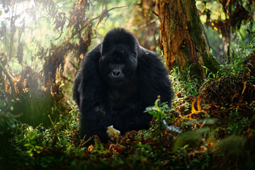 congo mountain gorilla. gorilla - wildlife forest portrait . detail head primate portrait with beaut