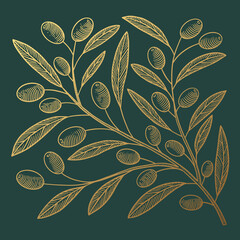 Hand-drawn golden olive branch in engraving style. The concept of organic products. Can be used for cosmetics, menu, and packaging design. Vintage botanical illustration on green isolated background.