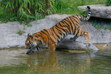 Fototapeta  -  Tiger (Panthera tigris) am Wasser 
