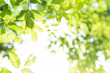 Upward glance to sun rays shines through forest trees. Scattered sunlight that filters through green elm leaves. Sunny summer nature background with sunshine radiant bokeh. Japanese Komorebi concept