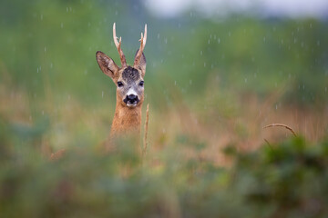 Wall Mural - roe deer, capreolus capreolus, peeking out of bushes in summer rainstorm. roebuck looking to the cam
