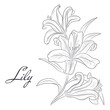 Vector illustration of lily flower isolated on white background. Contour of lily.