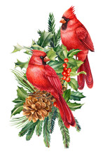Red Cardinal On A Branch Watercolor On A White Isolated Background, Holiday Card With Winter Birds
