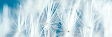 Macro Nature. Dandelion At Sky Background. Freedom To Wish. Dandelion Silhouette Fluffy Flower. Seed Macro Closeup. Soft Focus. Goodbye Summer. Hope And Dreaming Concept. Fragility. Springtime.