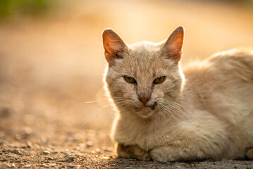 red Cat with kind green, blue eyes, Little red kitten. Portrait cute red ginger kitten. happy adorable cat, Beautiful fluffy red orange cat lie in grass outdoors in garden