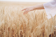 Woman, Summer, Nature, Agriculture, Hand, Grain