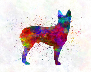 Wall Mural - Australian Stumpy Tail Cattle Dog in watercolor