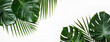 Tropical palm leaves isolated on white background.