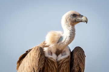 Wall Mural - Griffon vulture or Eurasian Griffon or Gyps fulvus closeup or portrait perched on tree during winter migration at desert national park jaisalmer Rajasthan India asia