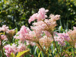 Filipendula rubra | Garten-Mädesüß oder Rosa Mädesüß
