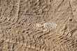 © Алексей Игнатов - A layer of dry road dust with traces of car tires and shoe soles. Close up.