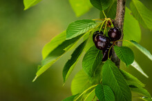 Branch Of Ripe Red Black Cherries On A Tree In A Garden, Ripe Cherries Hanging From A Cherry Tree Branch. Just Before Harvest In Early Summer, Ripe Cherries Background. Pattern, WATER