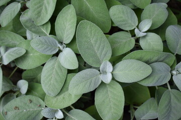 Canvas Print - Sage Plant