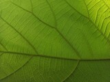Fototapeta  - A green teak leaf texture.