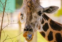 Photo Of A Giraffe Up Close With Its Tongue Sticking Out.