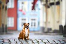 Happy Mixed Breed Dog Sitting On Cobble Street In The Old Town
