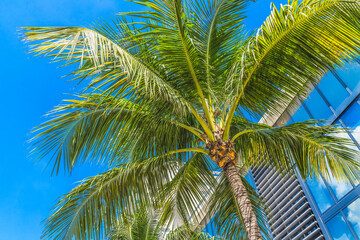 Palm Tree Close Up Miami Beach Florida