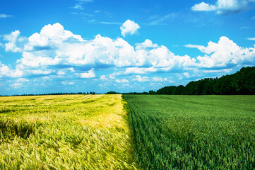 a field with two cereal crops in different colors and a blue sky. Wheat and barley. High quality photo