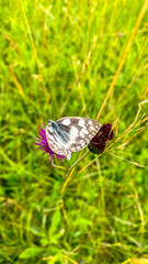 Wall Mural - Meadows in the White Carpathians.  Melanargia galanthea feeding on a knapweed flower. The marbled white in the flowering  meadow.