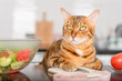 Bengal cat close-up with a notepad, vegetables and a centimeter tape.