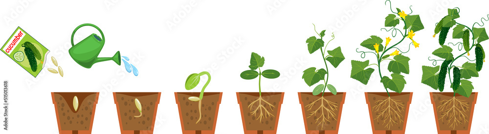 Life cycle of cucumber plant. Growth stages from seeding to flowering and  fruiting plant with root system in flower pot isolated on white background  Stock Vector | Adobe Stock