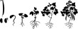 © Kazakova Maryia - Black silhouette of life cycle of bean plant. Growth stages from seeding to flowering and fruiting plant with root system isolated on white background