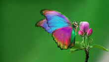 Bright Colorful Morpho Butterfly On Pink Apple Tree Flower. Blooming Apple Tree And Butterfly. Copy Space