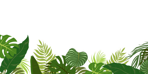 Horizontal background with green leaves of tropical palm tree, banana and monstera. Elegant backdrop decorated with foliage of exotic jungle plants. Natural border. Vector illustration.