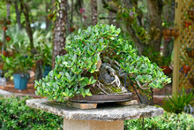 Potted Bonsai Tree In The Garden