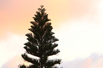 Crown of a tall tree in a city park