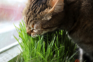 Growing microgreens for your pet at home. Tabby cat eating fresh wheatgrass. Photo with selective focus