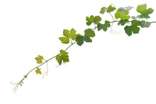 Grape Leaves Vine Plant Hanging Branch Grapevine With Tendrils Isolated On White Background, Clipping Path Included..