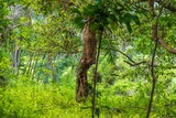 Fototapeta Krajobraz - photo of dry tree and green leaves in tropical forest