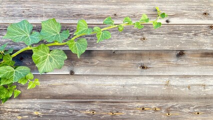 Wall Mural - ivy on the wall , ivy leaves on wood 