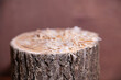 © AnnFossa - Selective focus. Poplar tree stump with sawdust on the top with a red-brown monotonous background