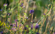 blooming alfalfa in the field