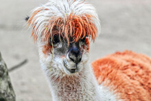 Lama With A Magnificent Hairstyle Created By Nature. When The Lama Looks At You, This Is An Amazing Animal That We Met While Traveling As A Family.