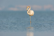 Juvenile Greater Flamingo Standing In Water On One Leg