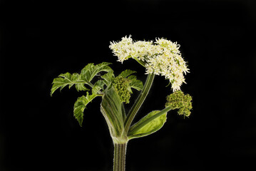 Wall Mural - Hogweed against black